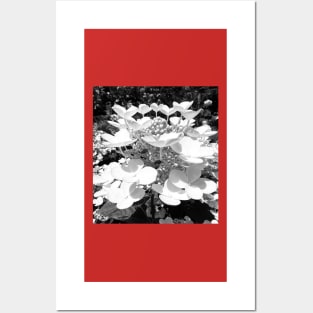 Hydrangea Reaching for the Sky Posters and Art